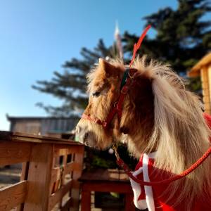 Événements toute l’année- Cocon du marais - Poney club