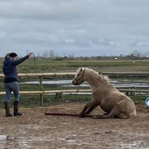 Stages vacances- Cocon du marais - Poney club