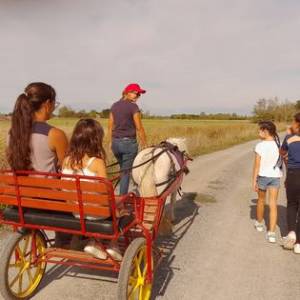 Stages vacances- Cocon du marais - Poney club