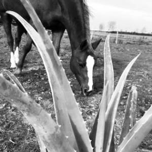 Événements toute l’année- Cocon du marais - Poney club